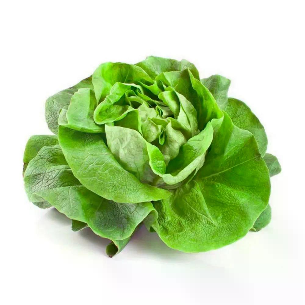 Alecrim Bela Horta 1un