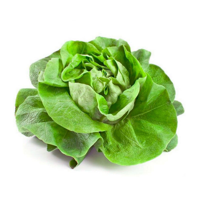 Alface Lisa Bela Horta 1un