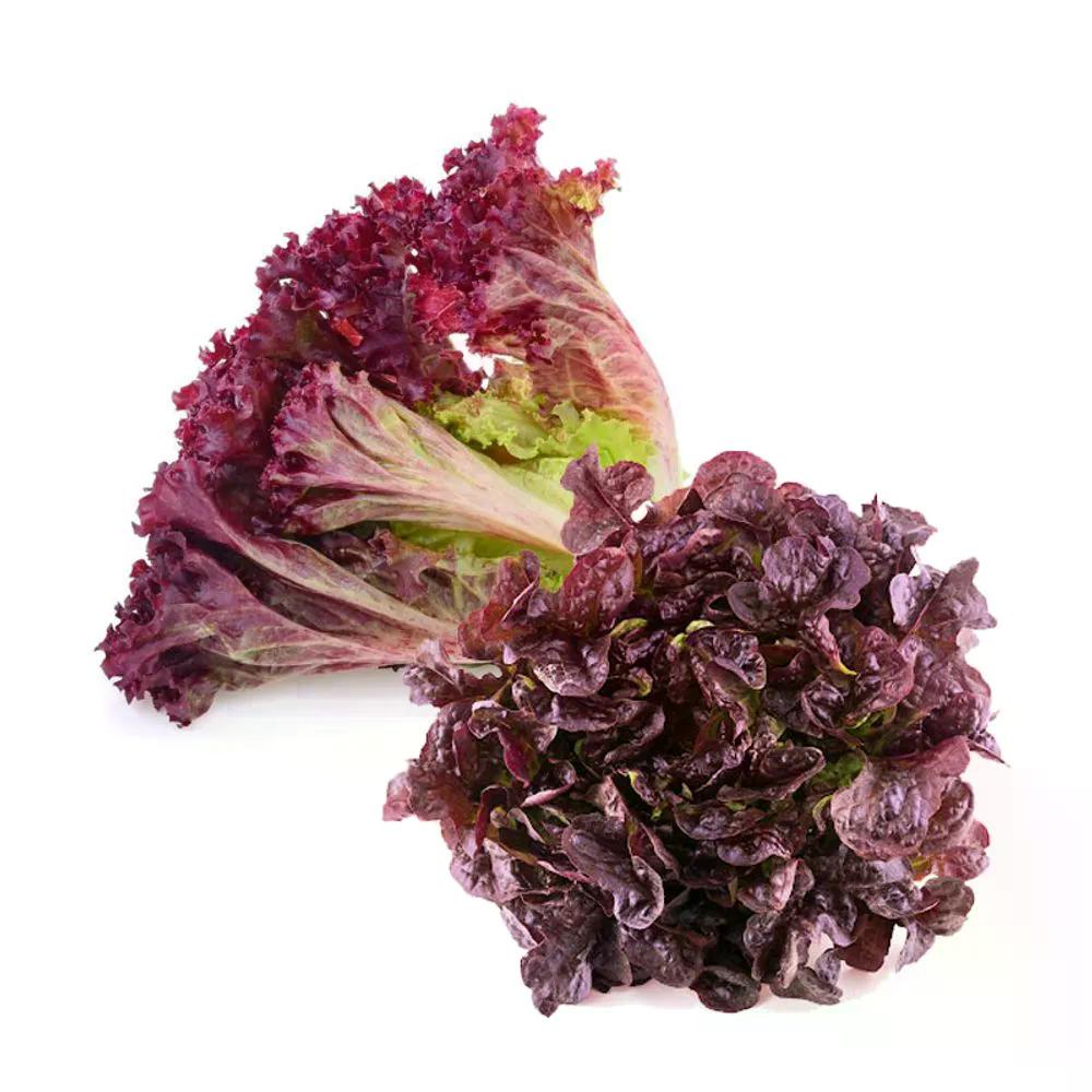 Alface Roxa Bela Horta 1un