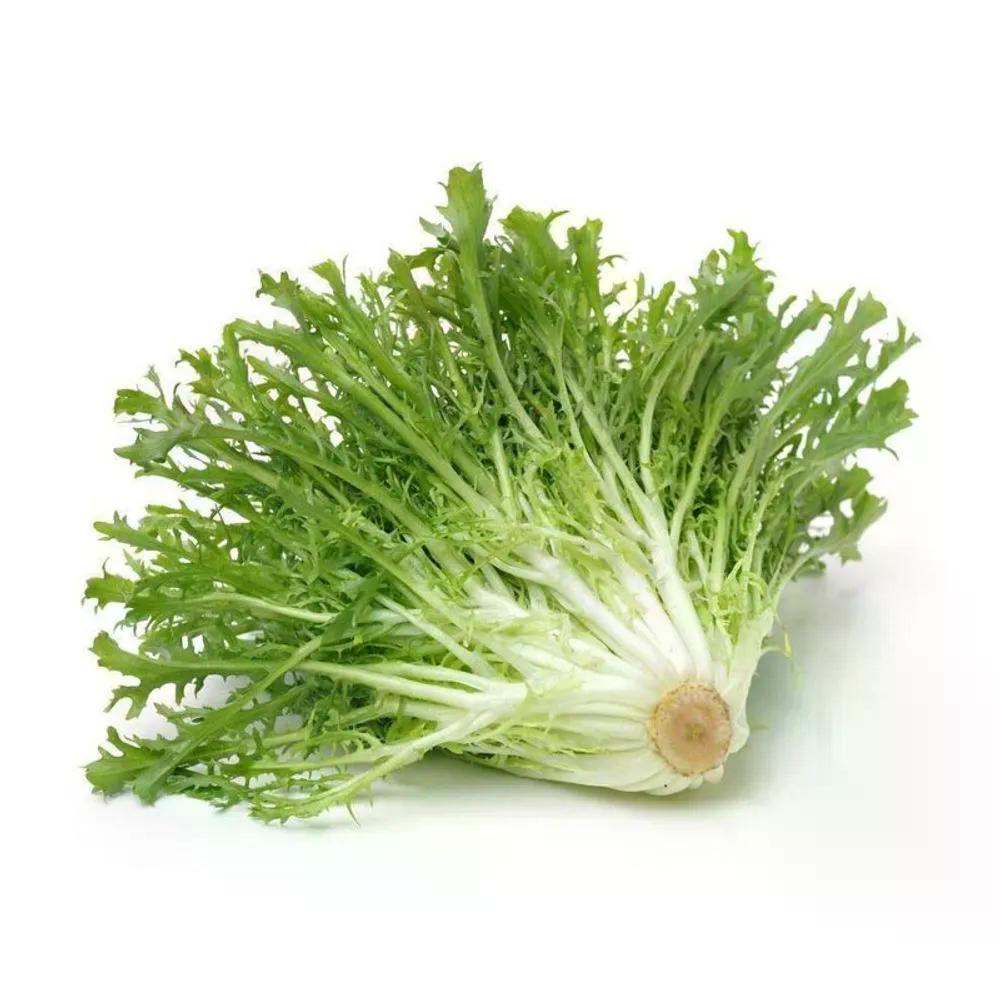 Escarola Bela Horta 1un