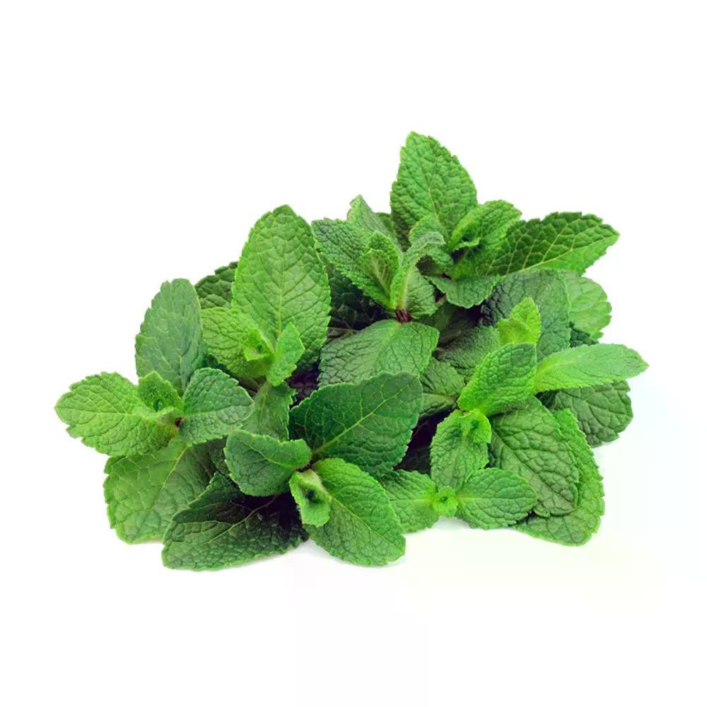 Hortelã Bela Horta 1un