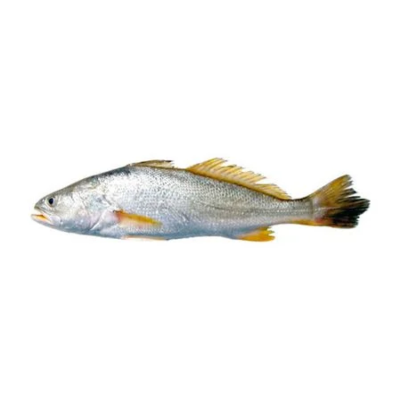 Corvina Inteira - Aprox. 1kg