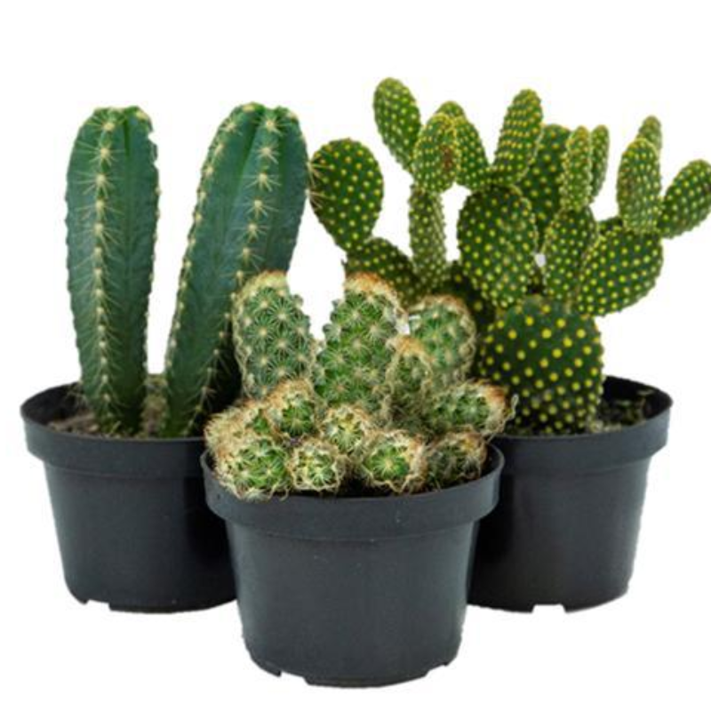 Cactus e Suculentas P11