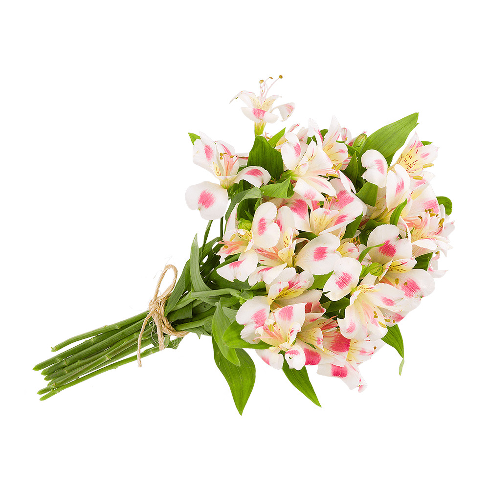 MACO ALSTROEMERIA UNIDADE