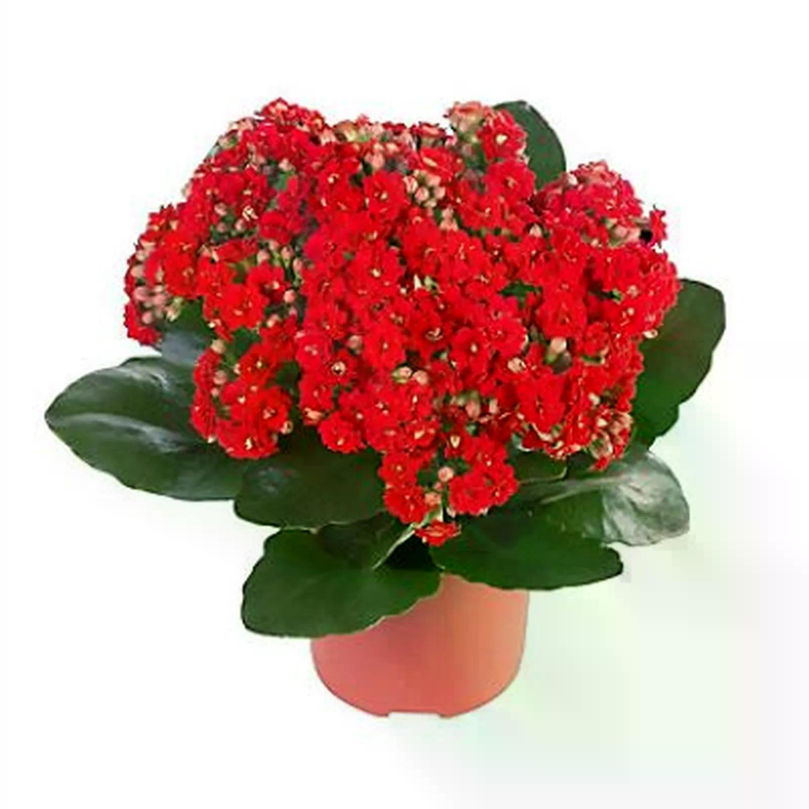 KALANCHOE PT 15