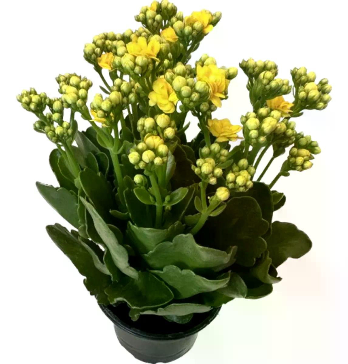 KALANCHOE ESP PT 15