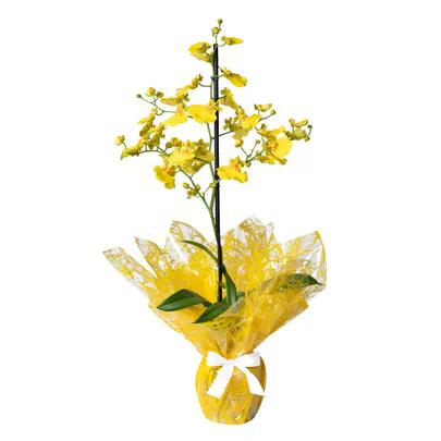 ORQUIDEA CHUVA DE OURO ESPECIAL PT 14