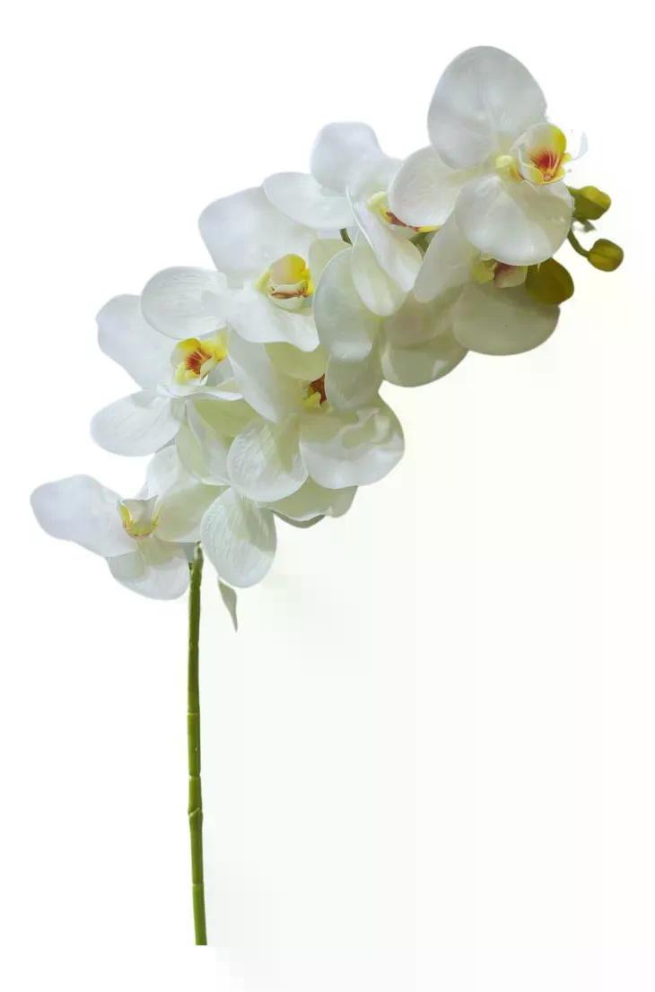 ORQ PHALAENOPSIS PT 12