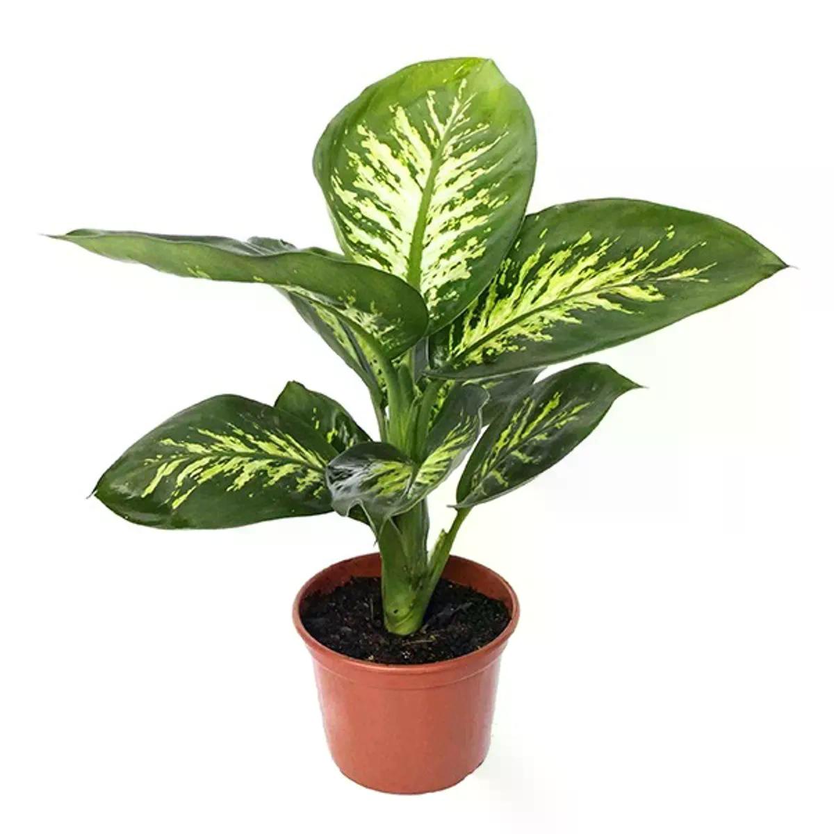 DIEFFENBACHIA VARIADA PT 15