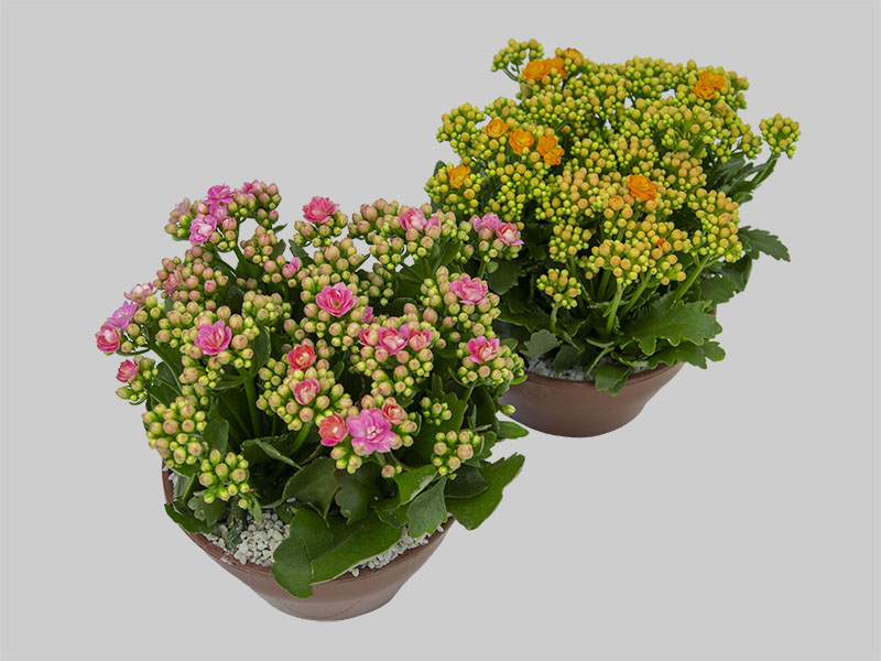 KALANCHOE DOB C21