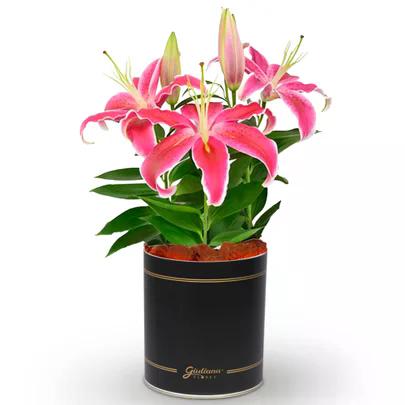 LIRIO ROSA ESPECIAL PT 