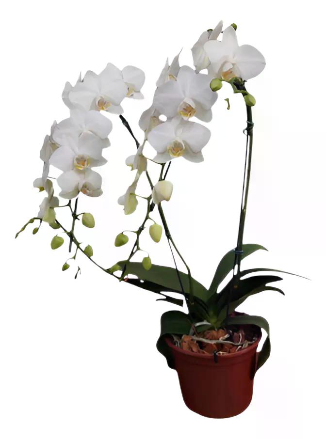 ORQ PHALAENOPSIS ESP PT 15
