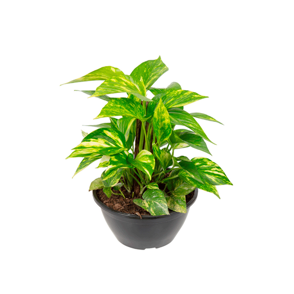 PLANTA JIBOIA VERDE C21