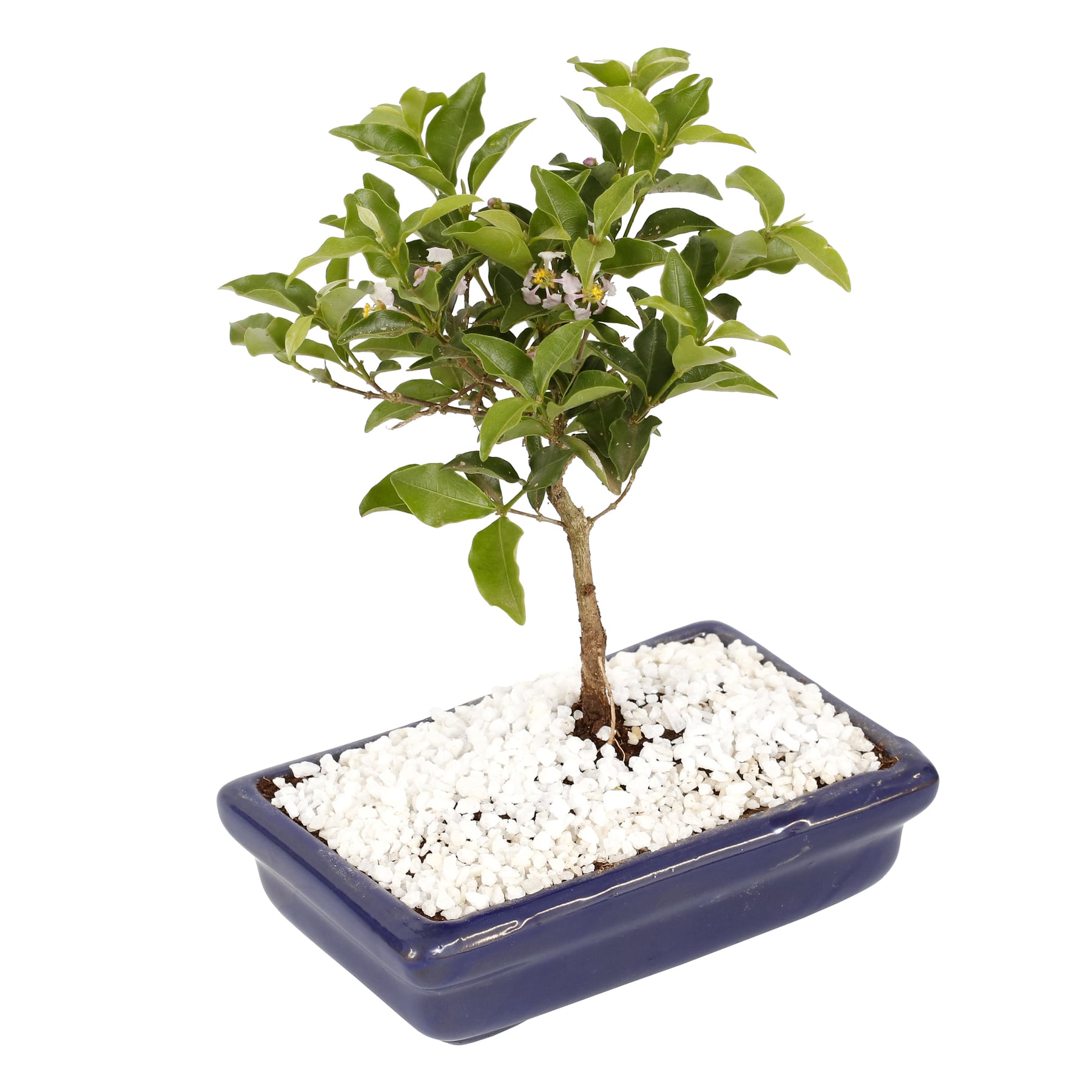 BONSAI JUNIOR JOVEM FRUTA