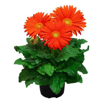 GERBERA ESPECIAL P14