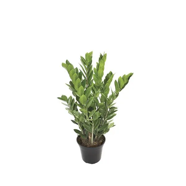 ZAMIOCULCAS POTE 19