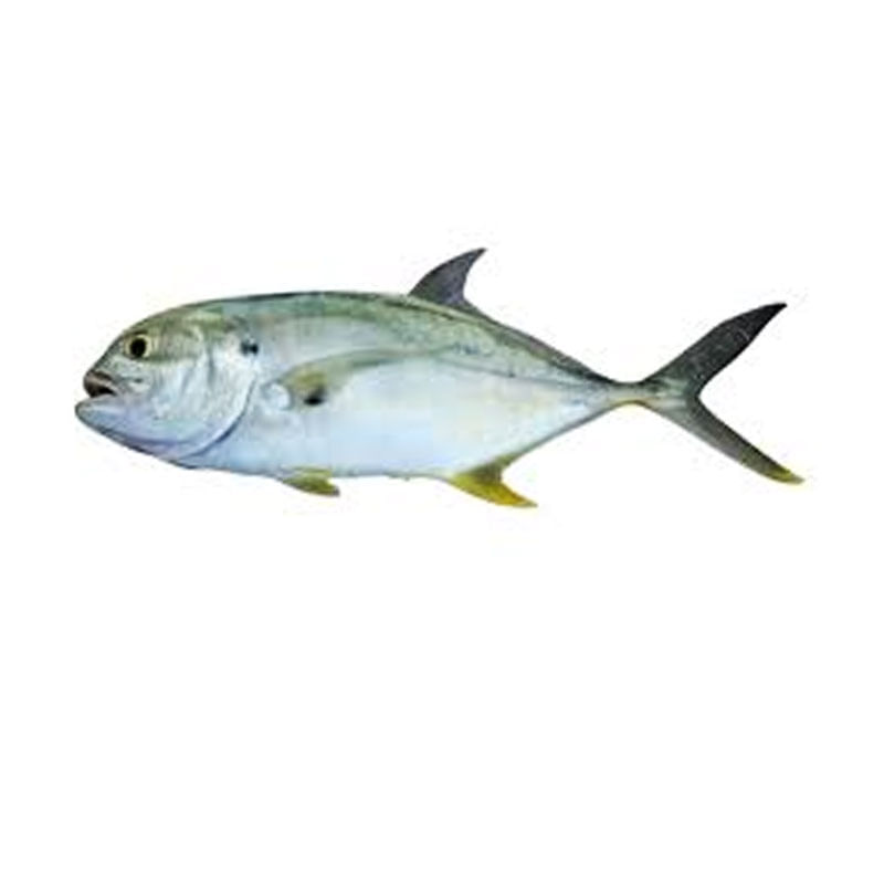 Forma Roldan P Empada N4 4,0X7,0X2,3cm
