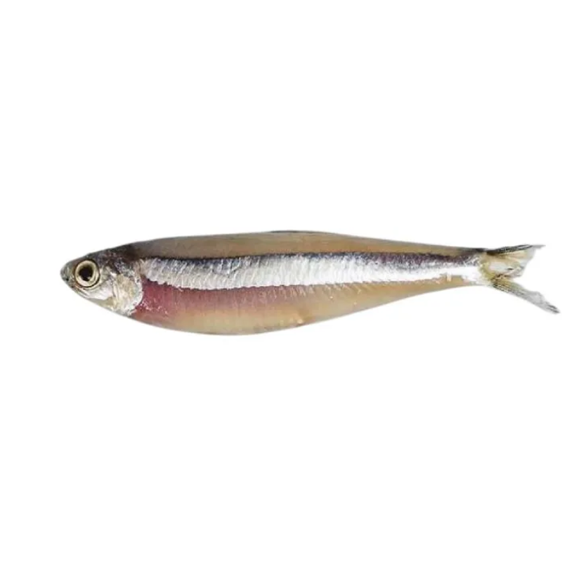PEIXE MANJUBA INT.CONG KG
