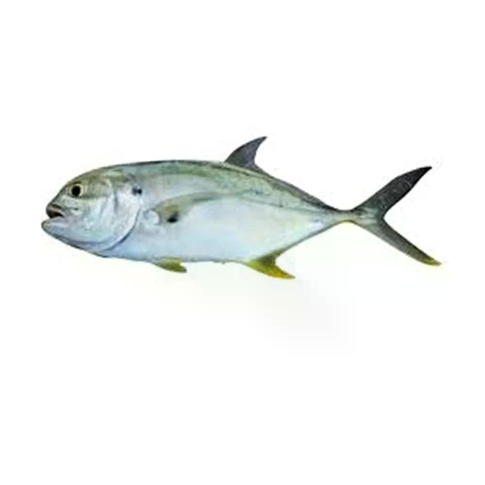 Peixe Xarel - Aprox. 1kg
