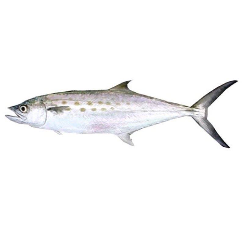 Peixe Serra - Aprox. 1kg