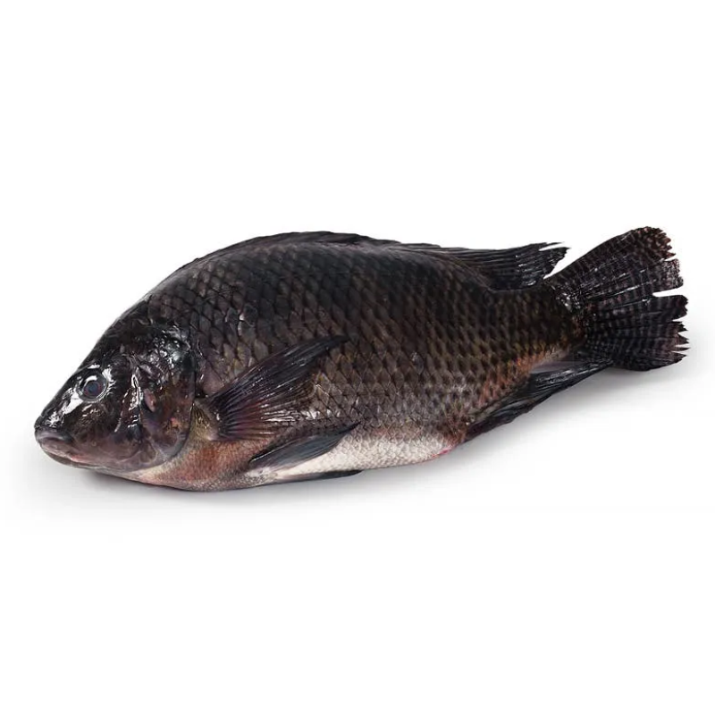 Tilápia - Aprox. 1kg 