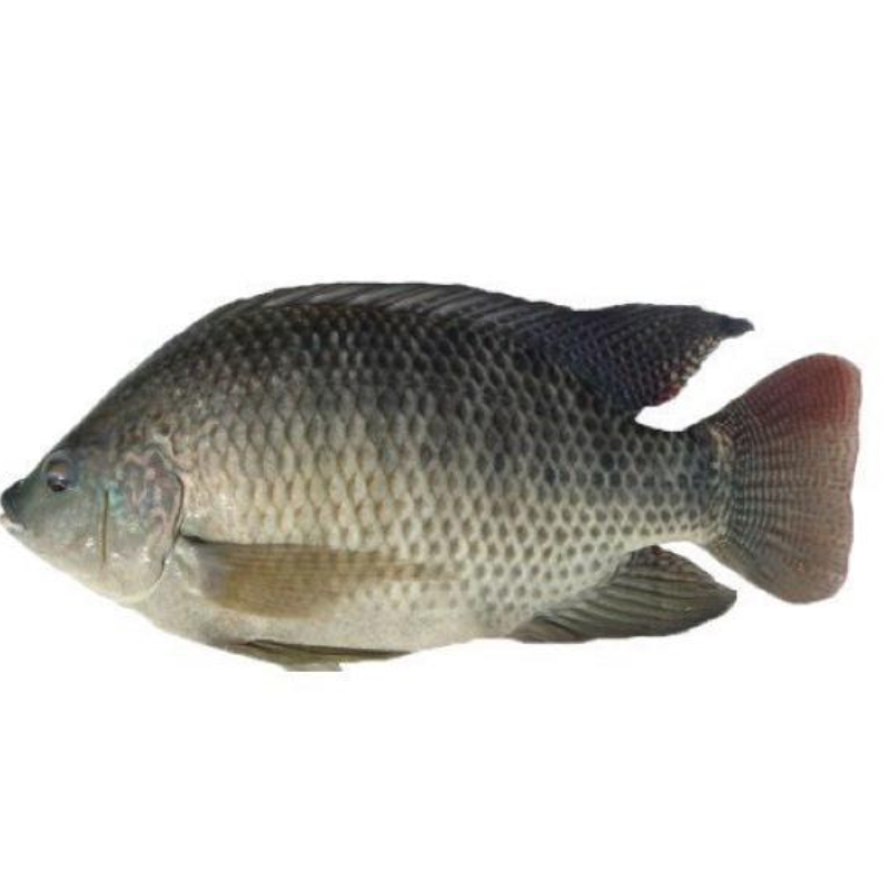 TILAPIA EVISCERADA KG