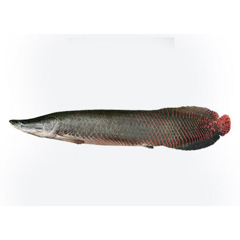 Peixe Pirarucu - Aprox. 1kg