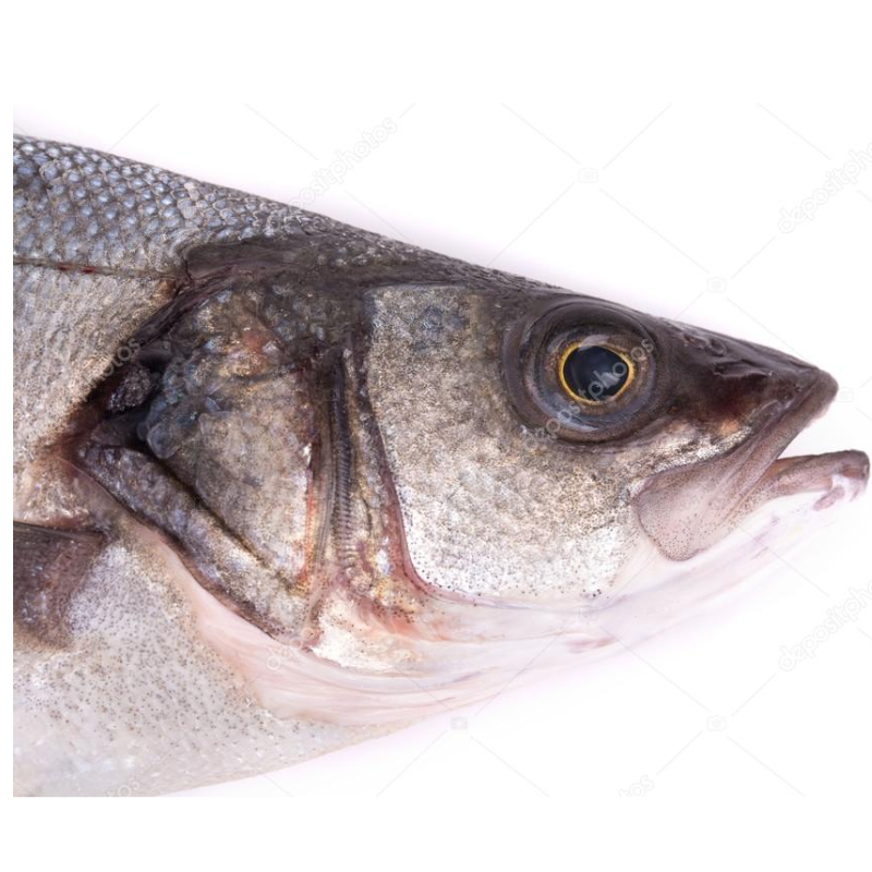 Cabeça de Tilápia - Aprox. 1kg 