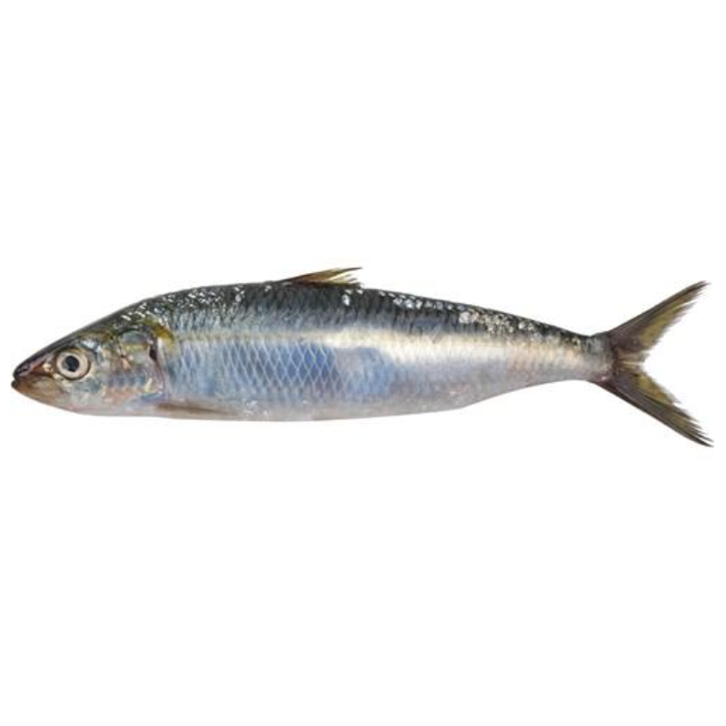 PEIXE SARDINHA INTEIRA KG