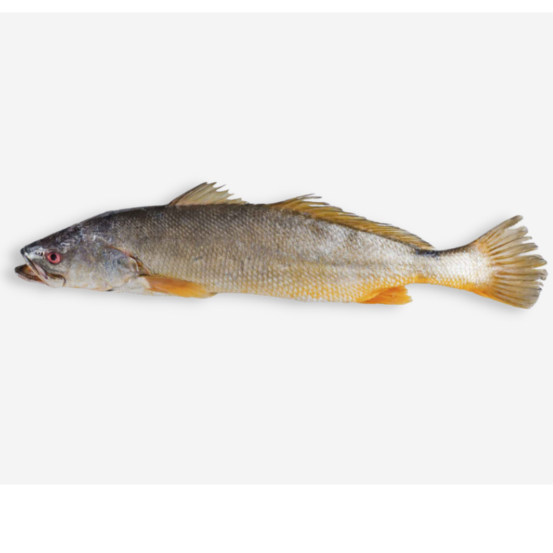 Pescada Amarela - Aprox. 1kg