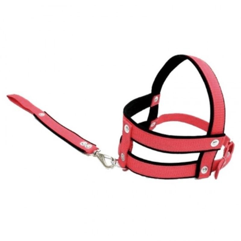 Conjunto Peitoral e Guia Porte Médio 