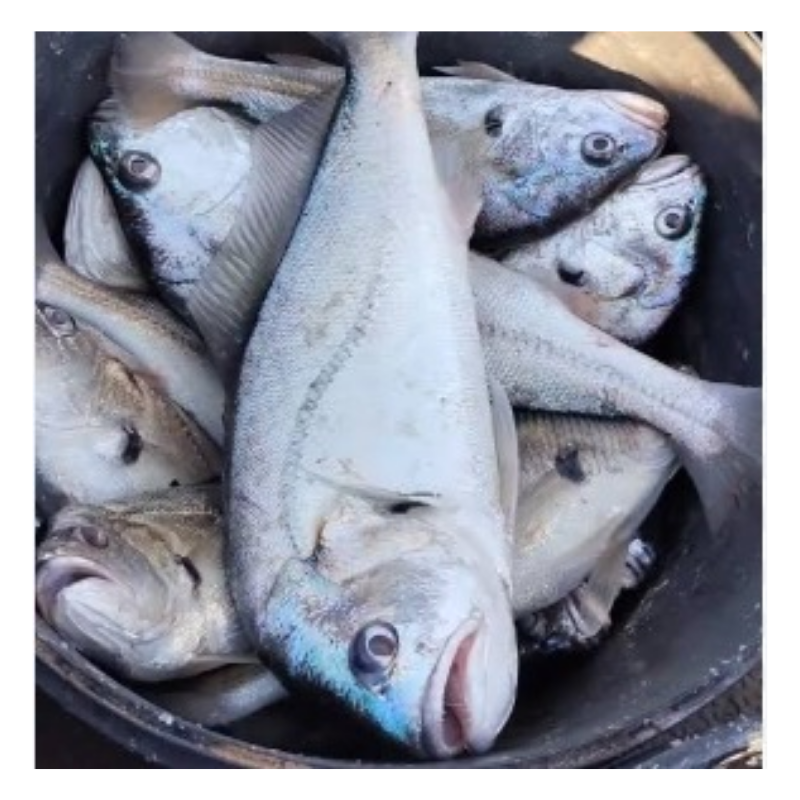 Pescada Fresca Do Rio Aprox. 1kg