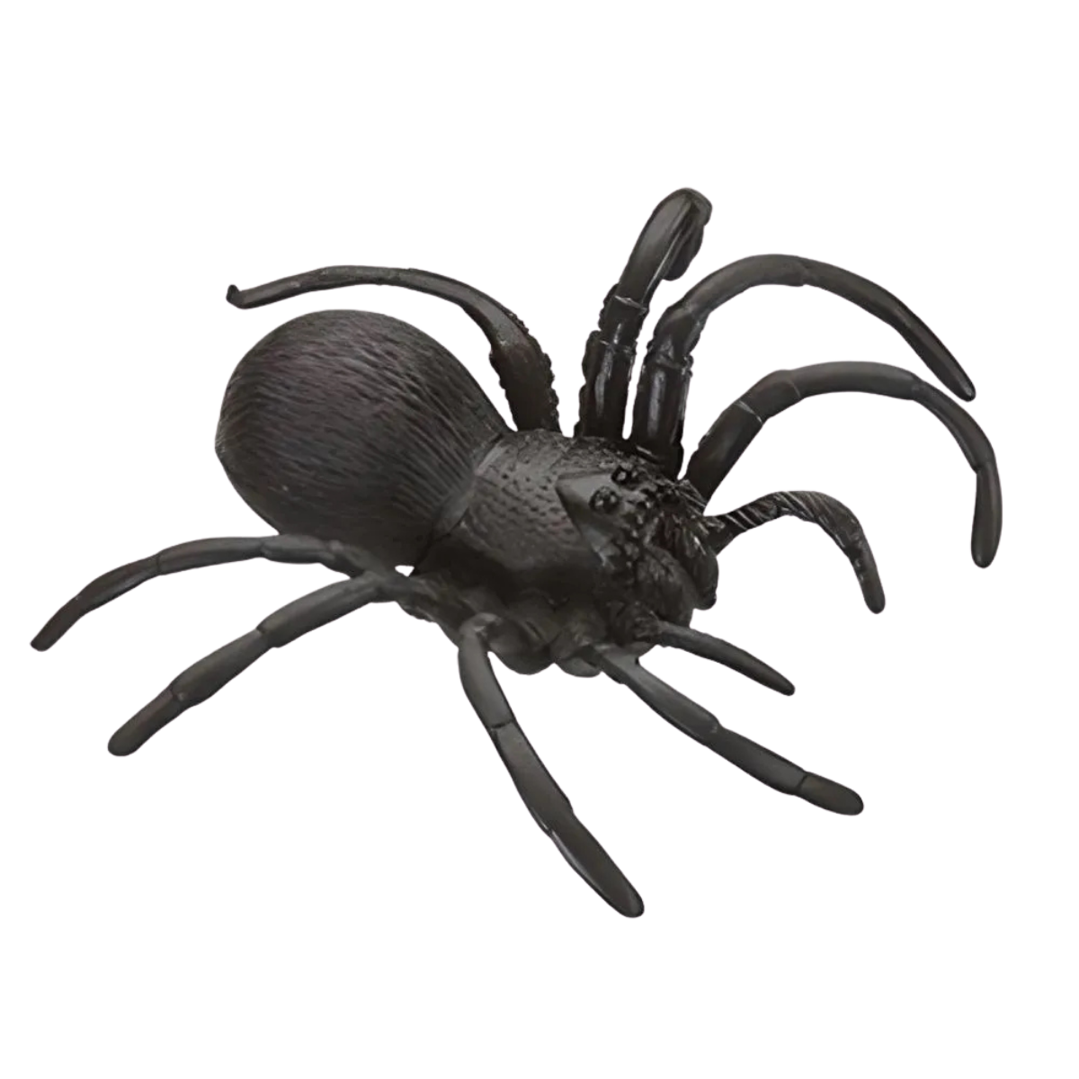 Aranha Grande Unica